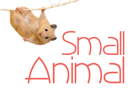 Small Animal
